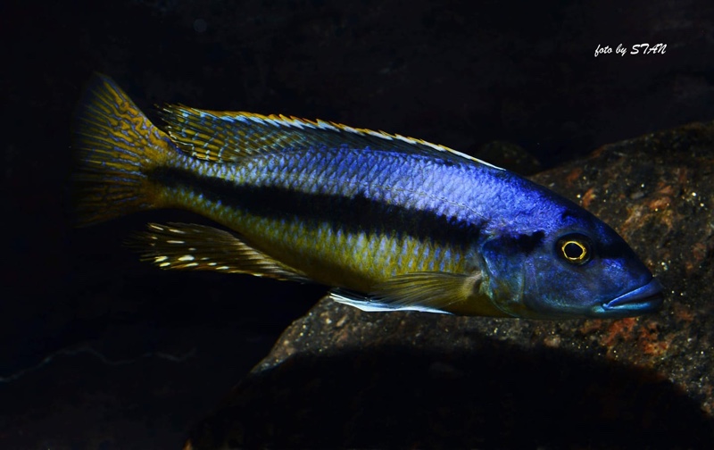 Taeniochromis holotaenia